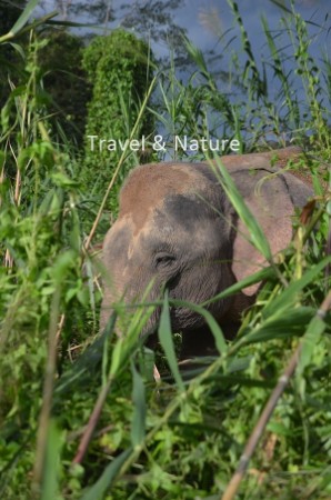 Borneo Pygmy Elephant