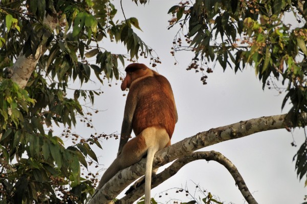 Nasenaffe am Kinabatangan